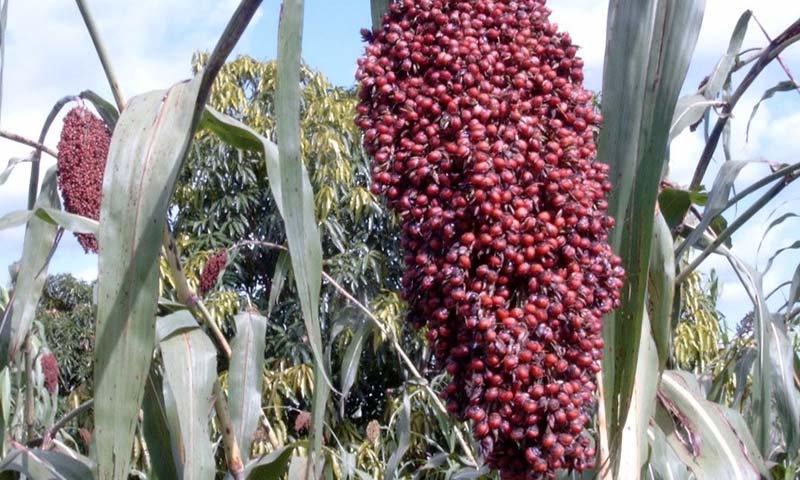 Expanding the business view of crop breeding