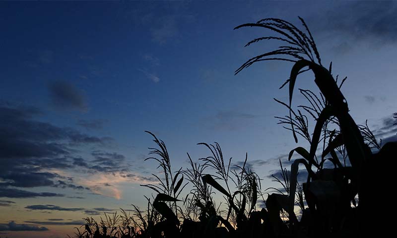 Strong Demand for Early Maturity Maize in Kenya