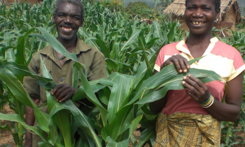 Hybrid and OPV Maize Market Segments in Western and Central Africa