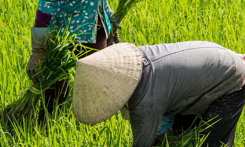 Global Scan of Rice Stakeholder Preference Studies