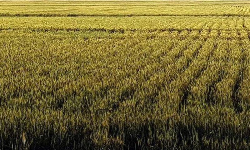 Spring Wheat Crop View, Market Segments Alignment
