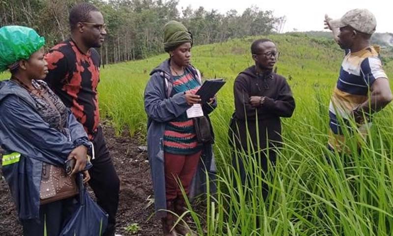 Africa Rice Kicks Off Rice Market Intelligence Surveys in Liberia