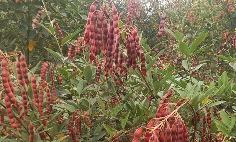 Kenya’s Pigeon Pea Market