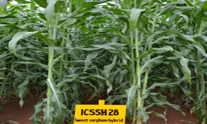 Future Market Segment: Can Sweet Sorghum Power the Next Generation of Clean Energy?