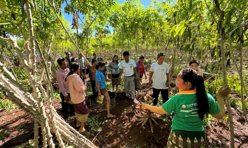 Adoption studies informing breeding market segments, Product Profiles and seed system interventions in Southeast Asia